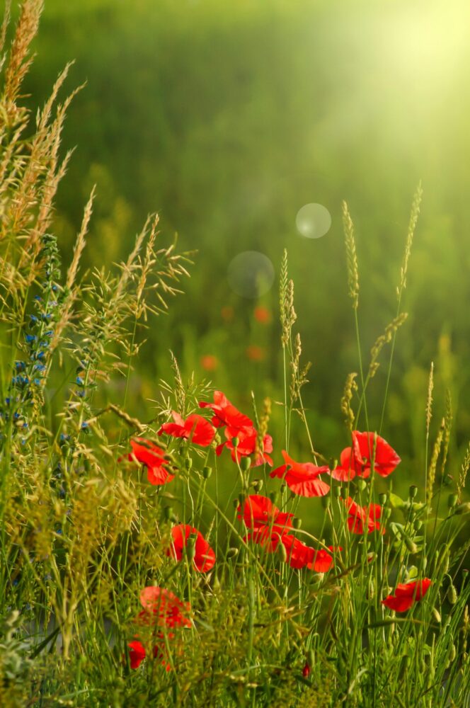 Spiritual Counseling for Healing, Growth & Inner Transformation 2 Jamie Brennan Therapy – spiritual growth and healing in Boulder, CO